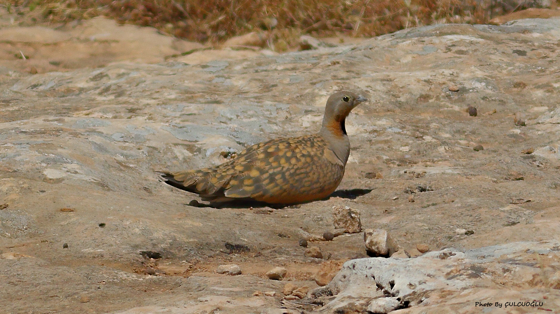 Black-bellied Sandgrouse
